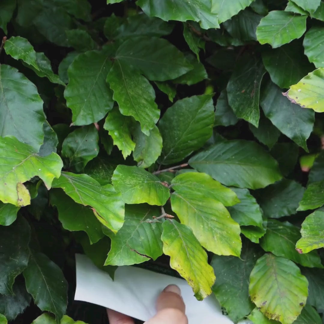 Video som viser en kvinne påføre vår rosa Collagen + Vitamin B12 Ansiktsmaske.