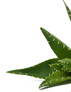 aloe vera plante