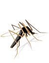 5 gode råd mod myggstikk