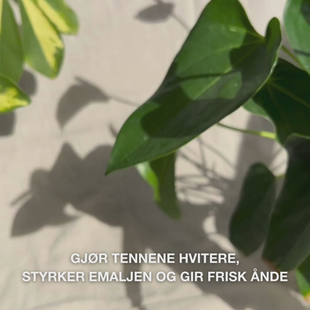 Nærbilde av en hånd som klemmer ut en ertestor mengde Whitening Tandpasta på en tannbørste og pusser med sirkulære bevegelser: den fine pastaen med hydratisert silika, alumina og mentol fjerner misfarging, styrker emaljen og gir frisk pust 