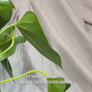 Nærbilde av en hånd som trykker på pumpen for å få ut en kremet, gjennomsiktig dose av Hemp Shampoo i håndflaten og masserer det deretter inn i vått hår, noe som gir et mykt, fuktighetsgivende skum som nærer, fukter og beroliger hodebunnen.